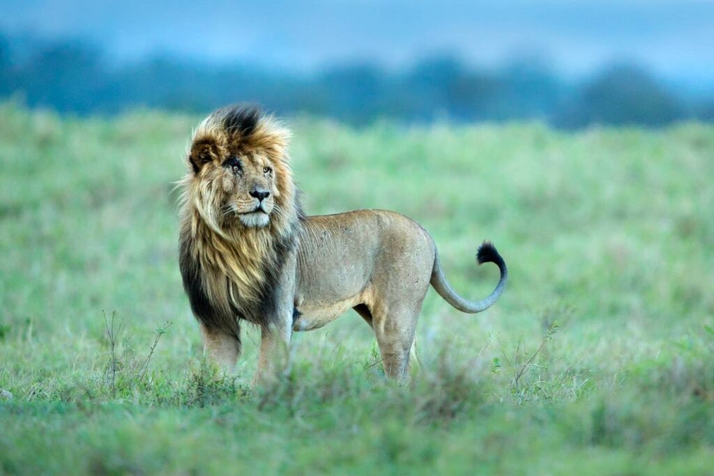 Львы Танзании
