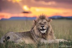 Львы Танзании